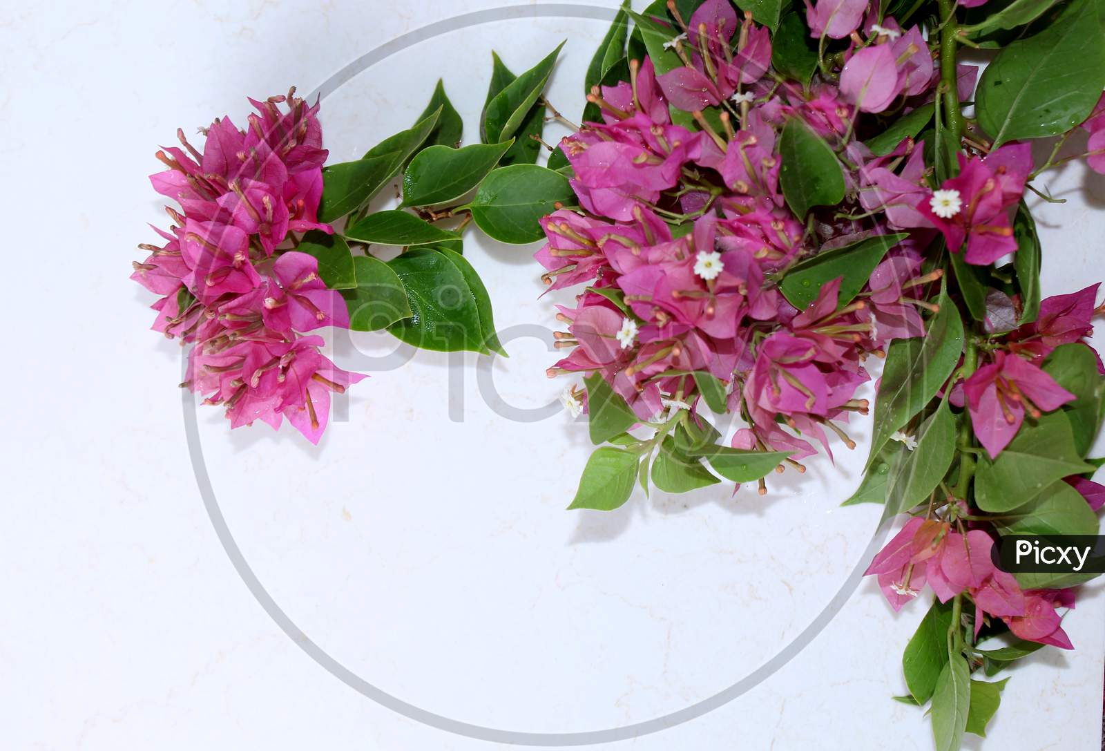 pink bougainvillea flowers background