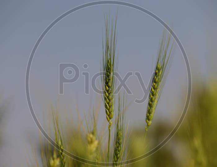 Wheat Plant Image, Grass Ears Background