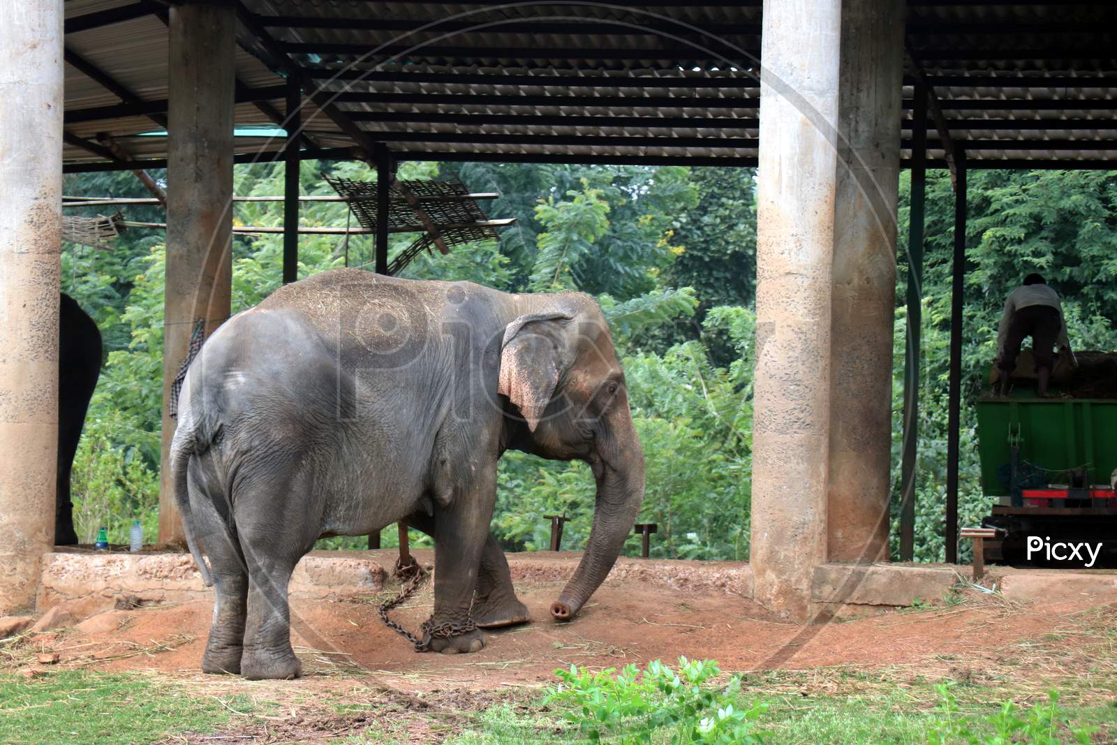 An Elephant walking in a Zoo