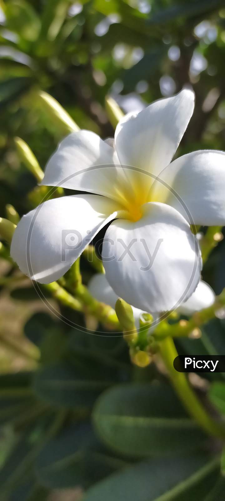 Beautiful white yellow flower
