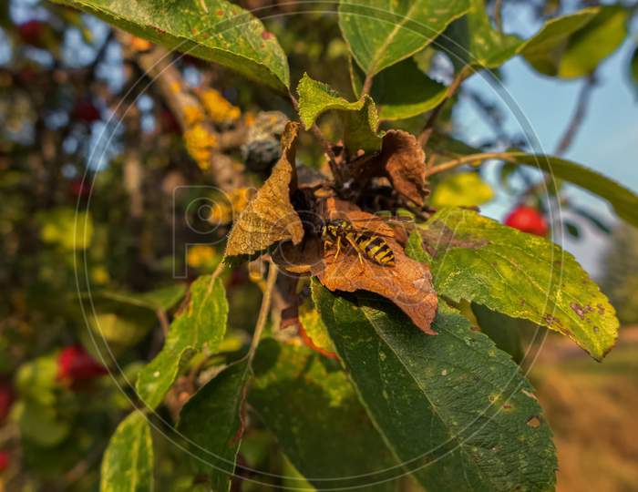 A Wasp Is Searching For Food On An Autumn Day