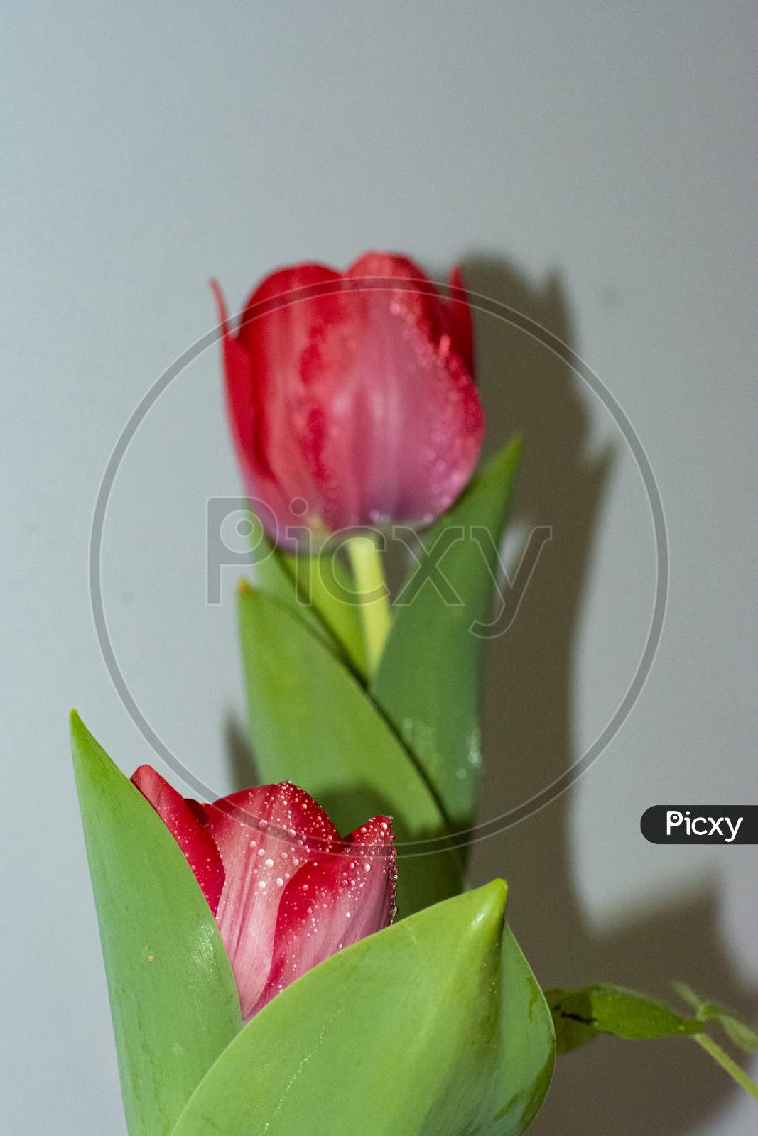 A close up red tulip flower with droplets of water
