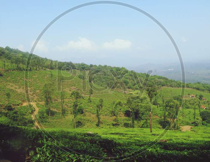 Beautiful Green Tea Plantation in Kerala