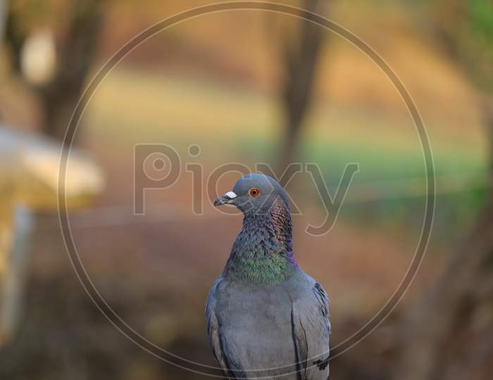 Front View Pigeon Ultra Hd Image