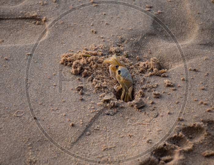 Small Yellow Crab In A Well In The Sand. Wild Animal On The Sea Coast.