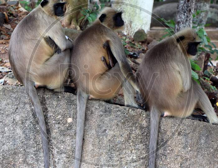 A couple of Vervet monkeys sat on a Stone