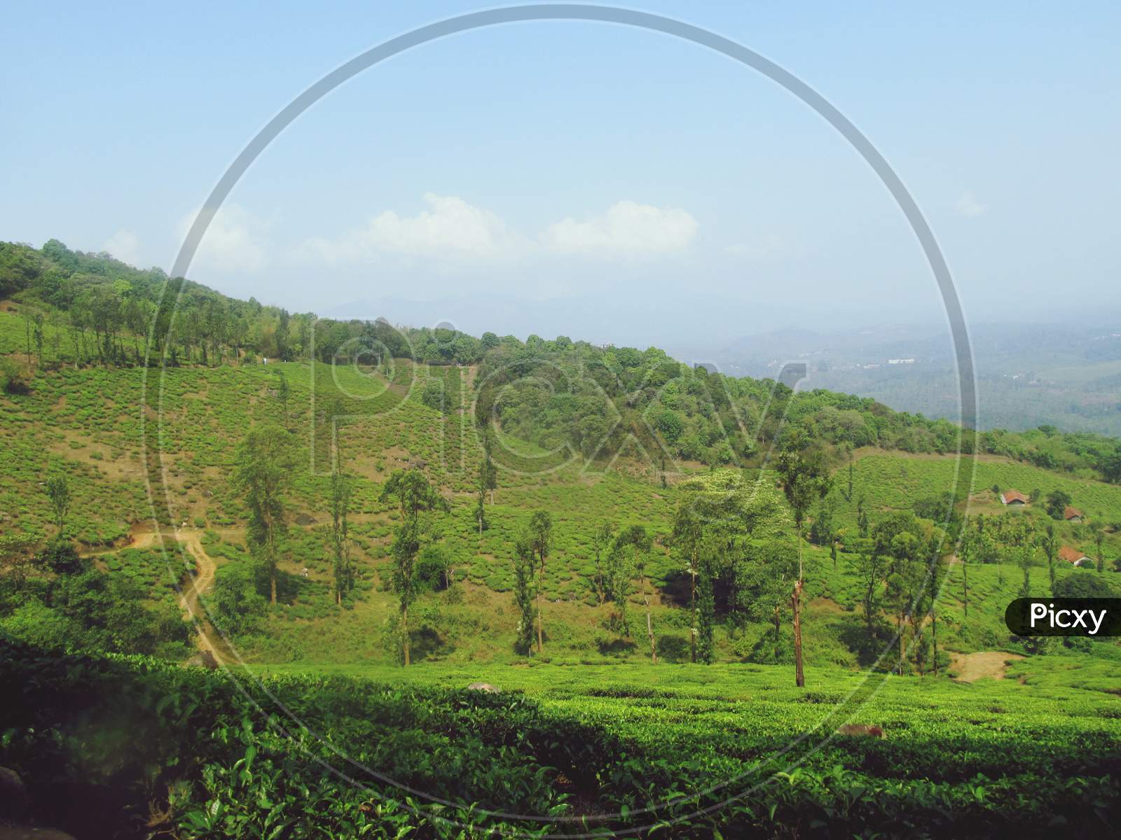Beautiful Green Tea Plantation in Kerala