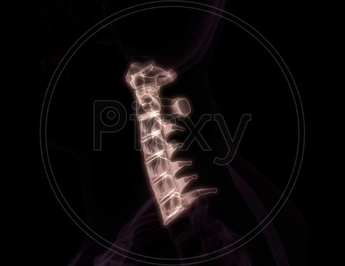 Vertebral Column Cervical Vertebrae of Human Skeleton Anatomy X-ray 3D rendering