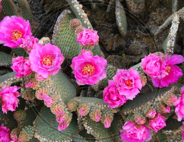 Beavertail Cactus In Bloom