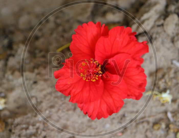 Red Hibiscus Flower Laying On Ground, Hd Image