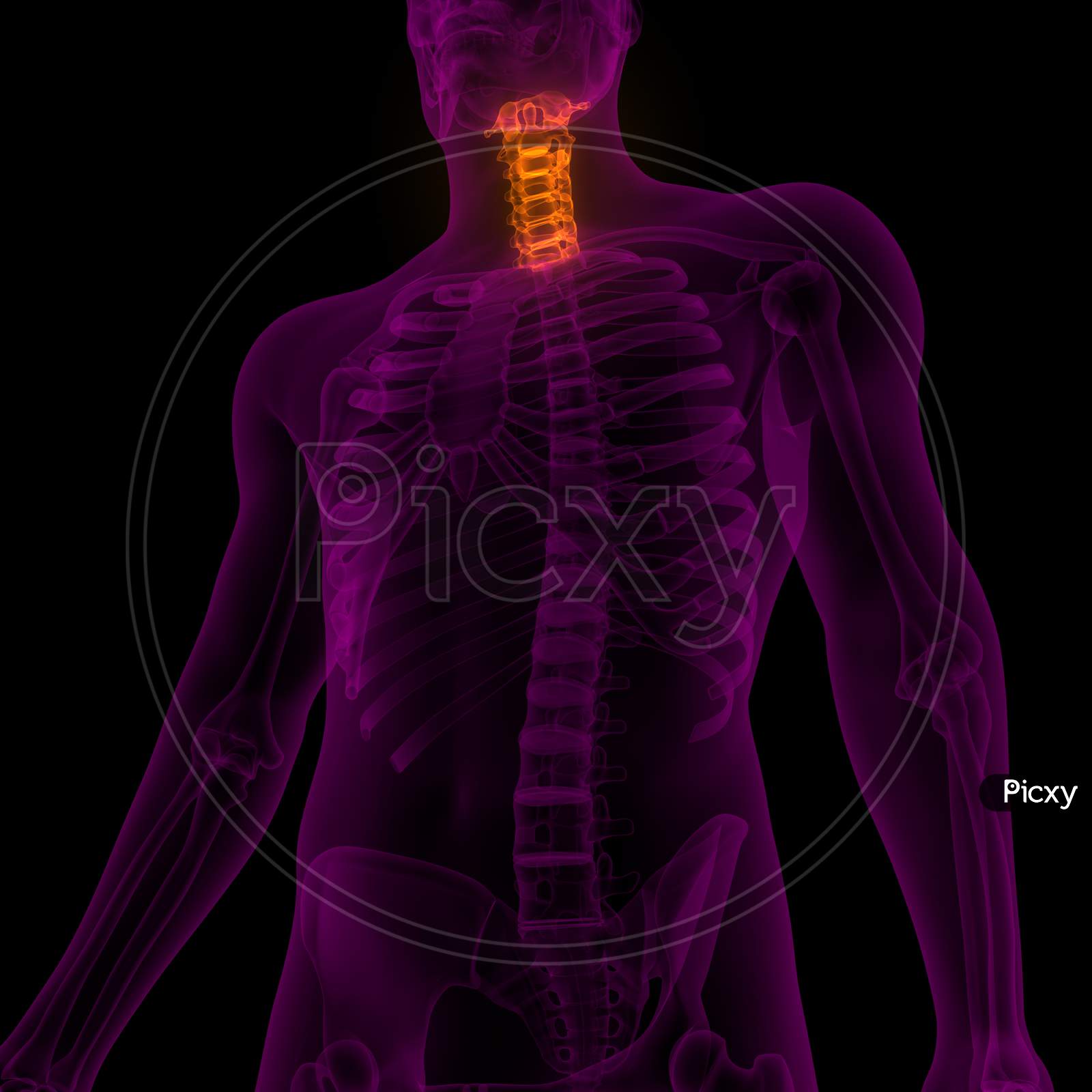 Vertebral Column Cervical Vertebrae of Human Skeleton Anatomy X-ray 3D renderin