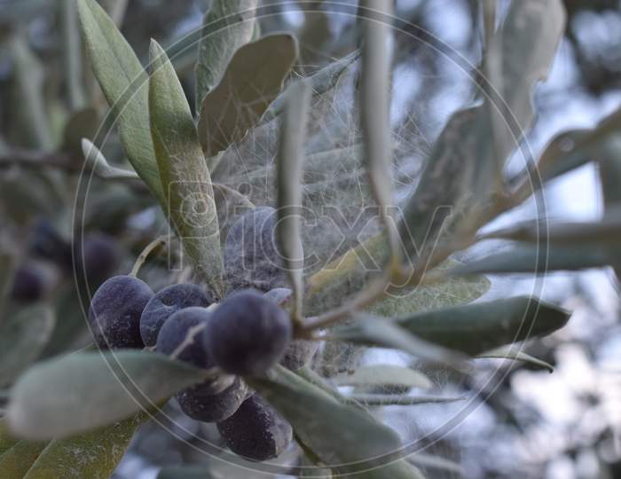 The ripen olives surrounded by the safety spider net in Tuscany Italy
