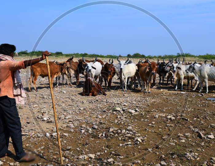Indian Cow, Cow farming, Indian Cow group, Animal Group, Buffalo
