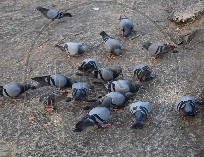 a flock of pigeons are feeding near the Gateway of India ,Mumbai