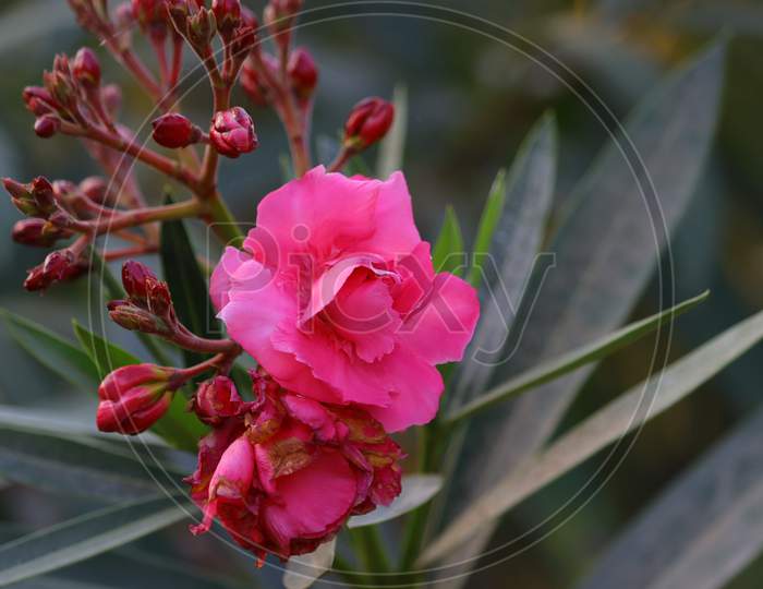 Pink Oleander Flower Hd Image