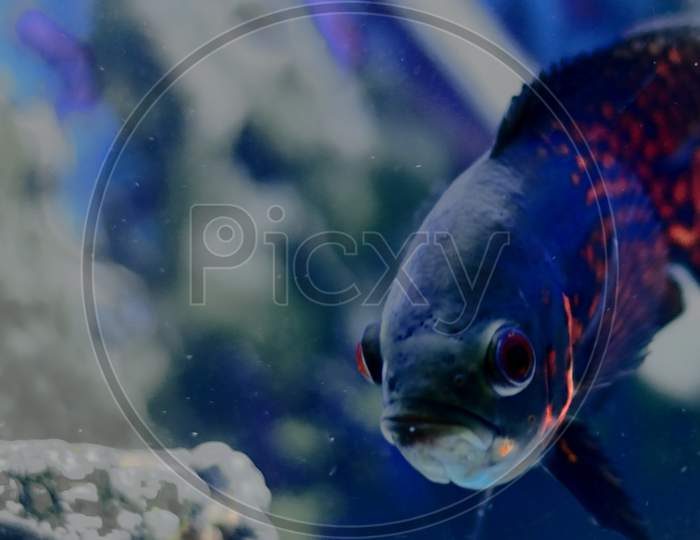 A Close up of a oscar fish taken in fish aquarium