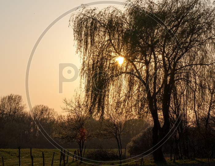 A Beautiful Shot Of A Siluette Tree On Golden Hour