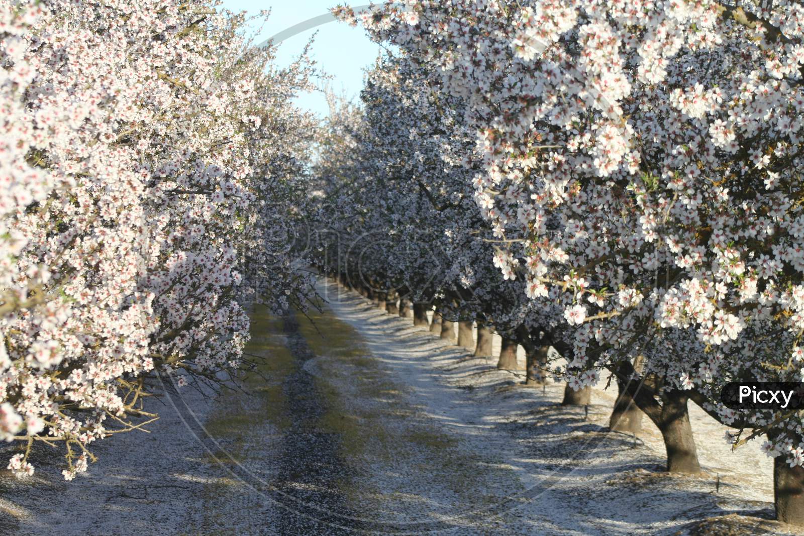 Almond Trees In Bloom