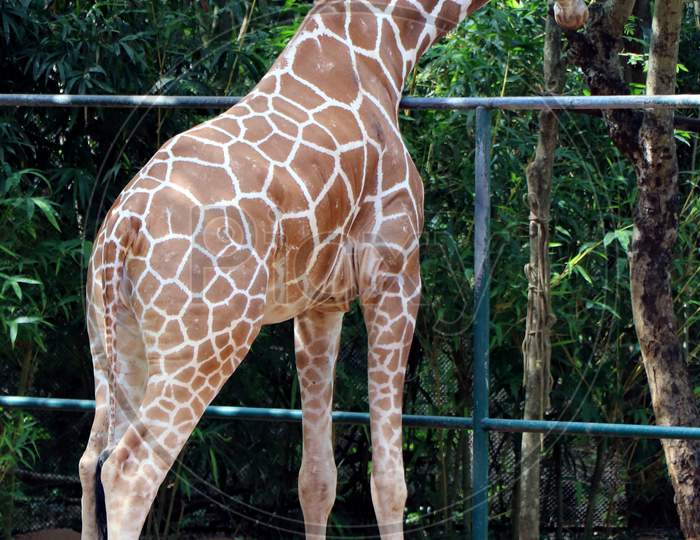 A Giraffe eating tree leaves in a Zoo