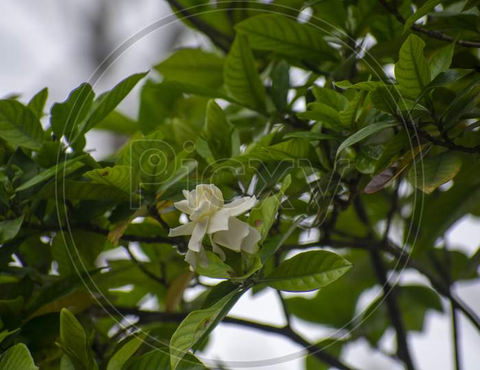 Gardenia Jasminoides, The Gardenia, Cape Jasmine, Cape Jessamine, Danh Danh, Or Jasmin, Is An Evergreen Flowering Plant Of The Coffee Family Rubiaceae.