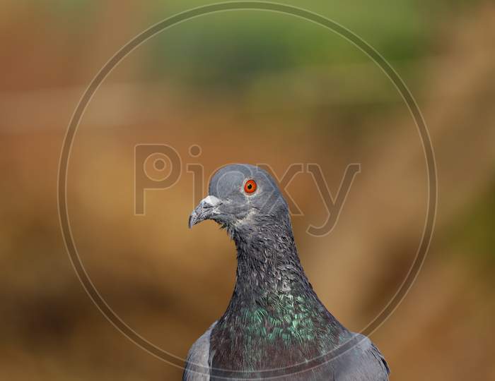 Pigeon Image, Full Hd