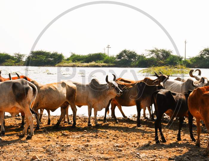 Indian Cow, Cow farming, Indian Cow group, Animal Group, Baffelow