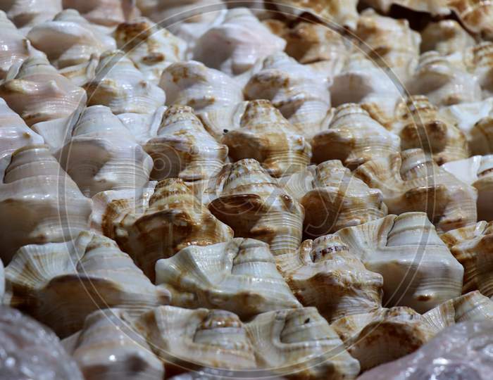 Selective Focus on Sea Shells placed in a Sequence