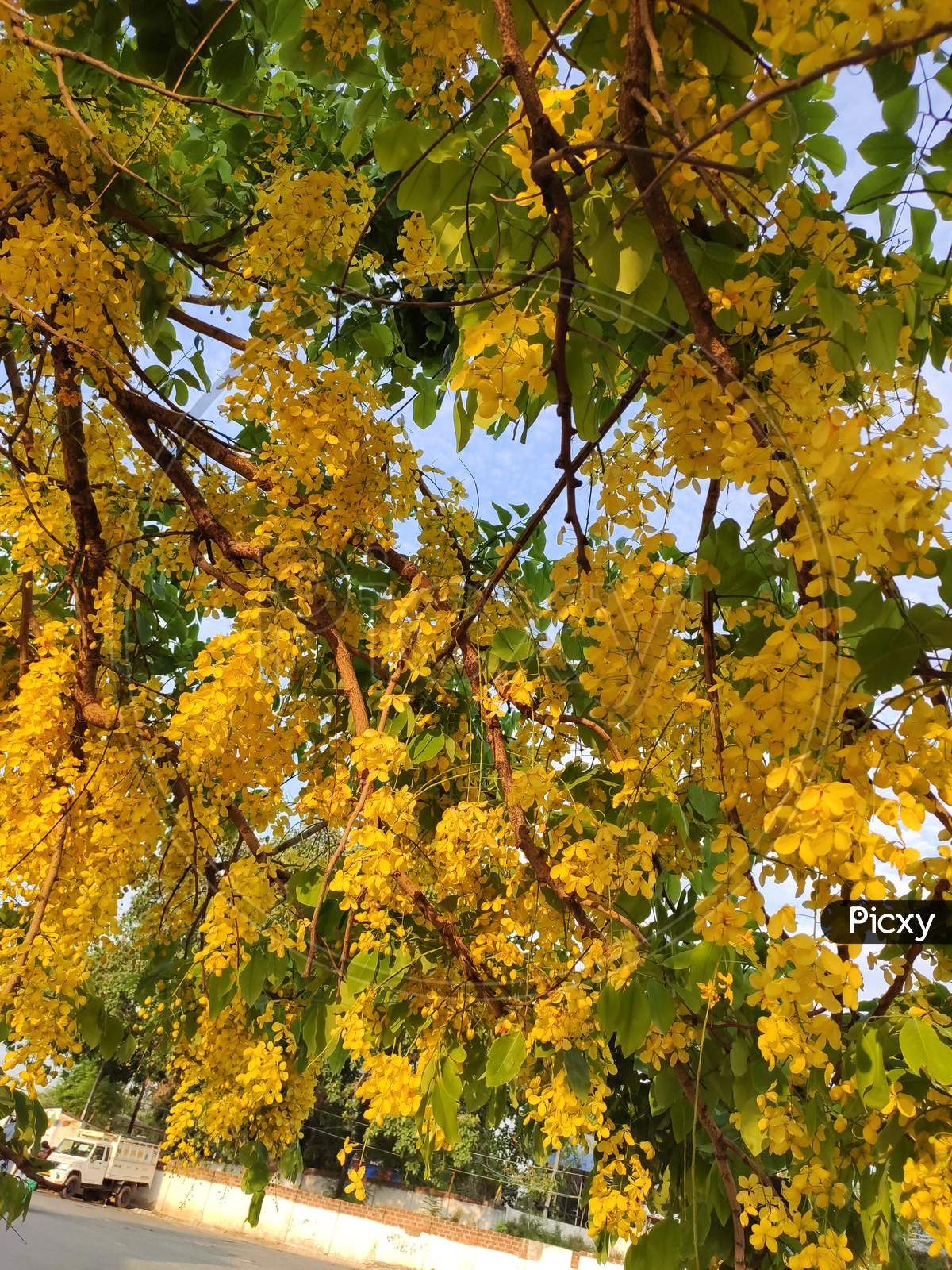 Cassia fistula also known as golden showers