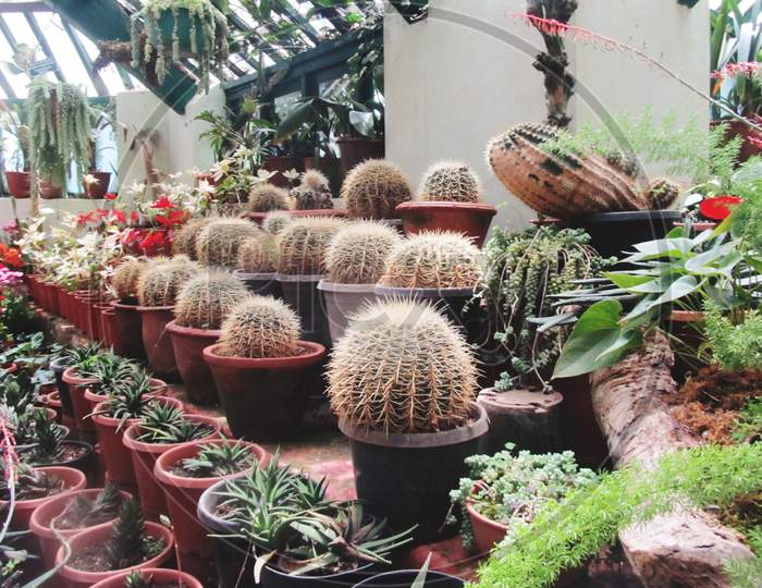 Golden barrel Cactus in a greenhouse