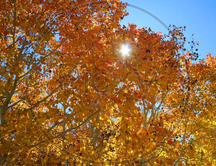 Sunburst In The Autumn Leaves