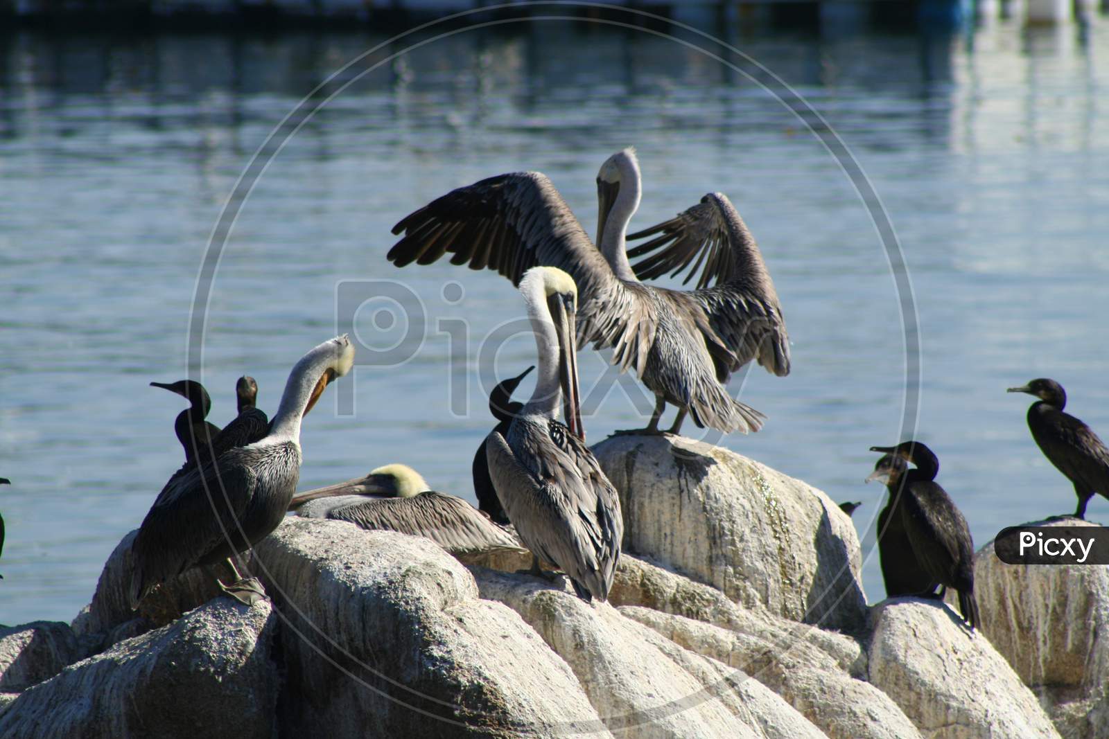 Pelicans On The Rocks