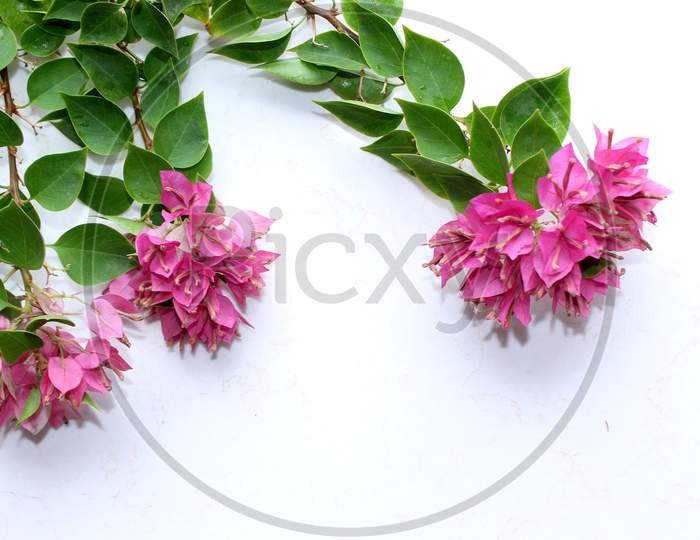 pink bougainvillea flowers background
