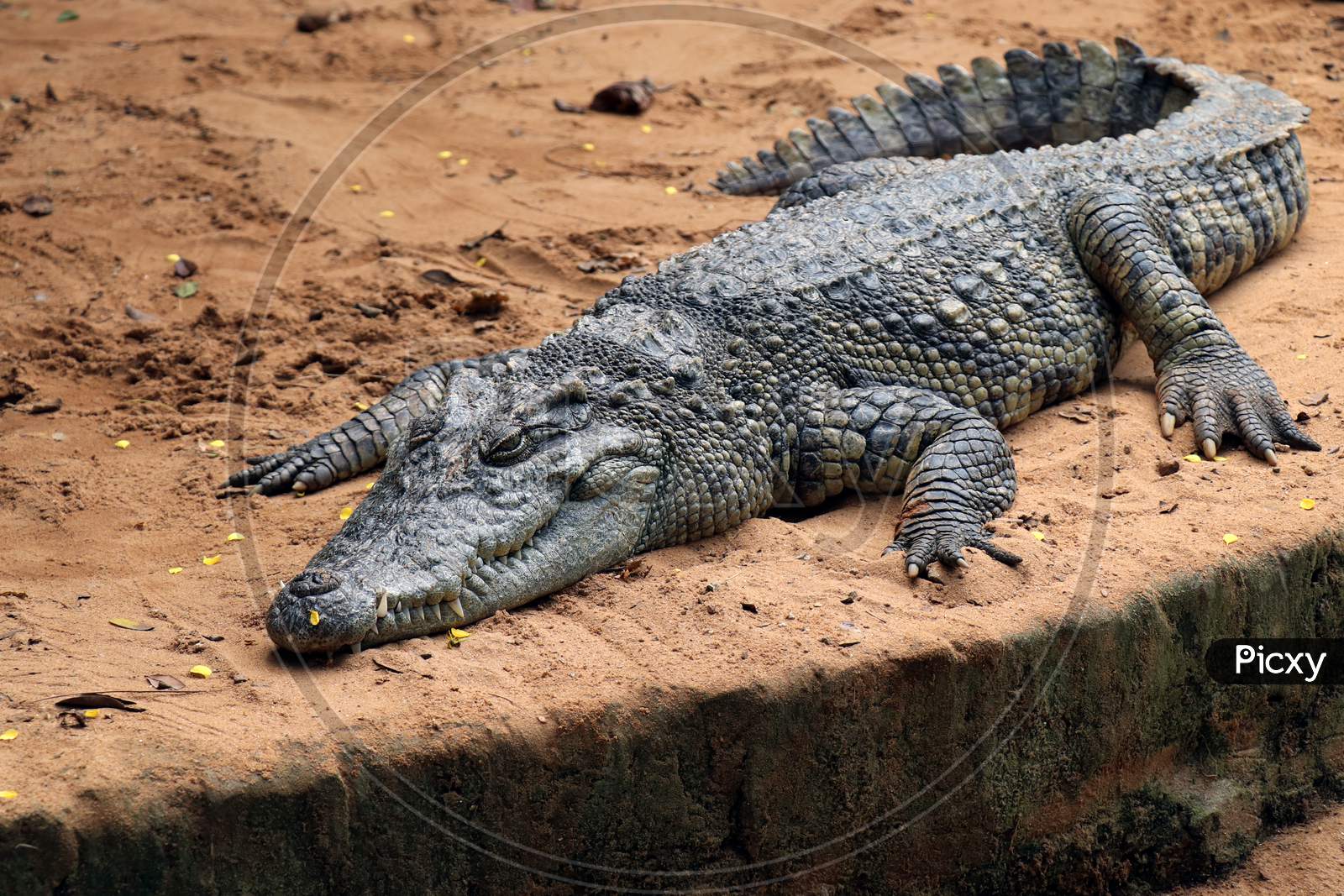 Crocodile (Alligator). Detail of crocodile body looking beautiful. V-shaped crocodile jaw in a zoo.