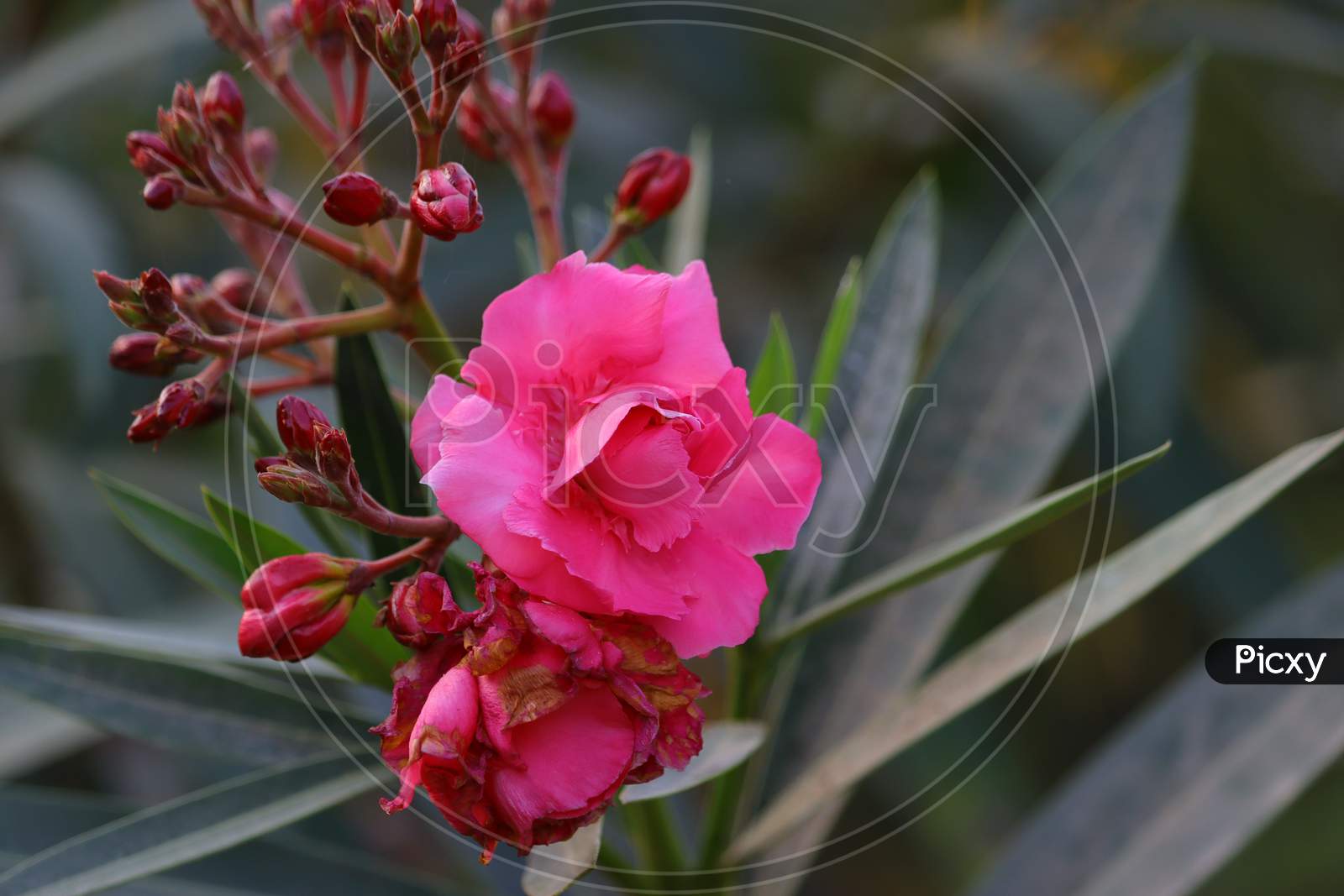 Pink Oleander Flower Hd Image