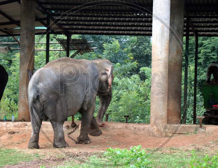 An Elephant walking in a Zoo