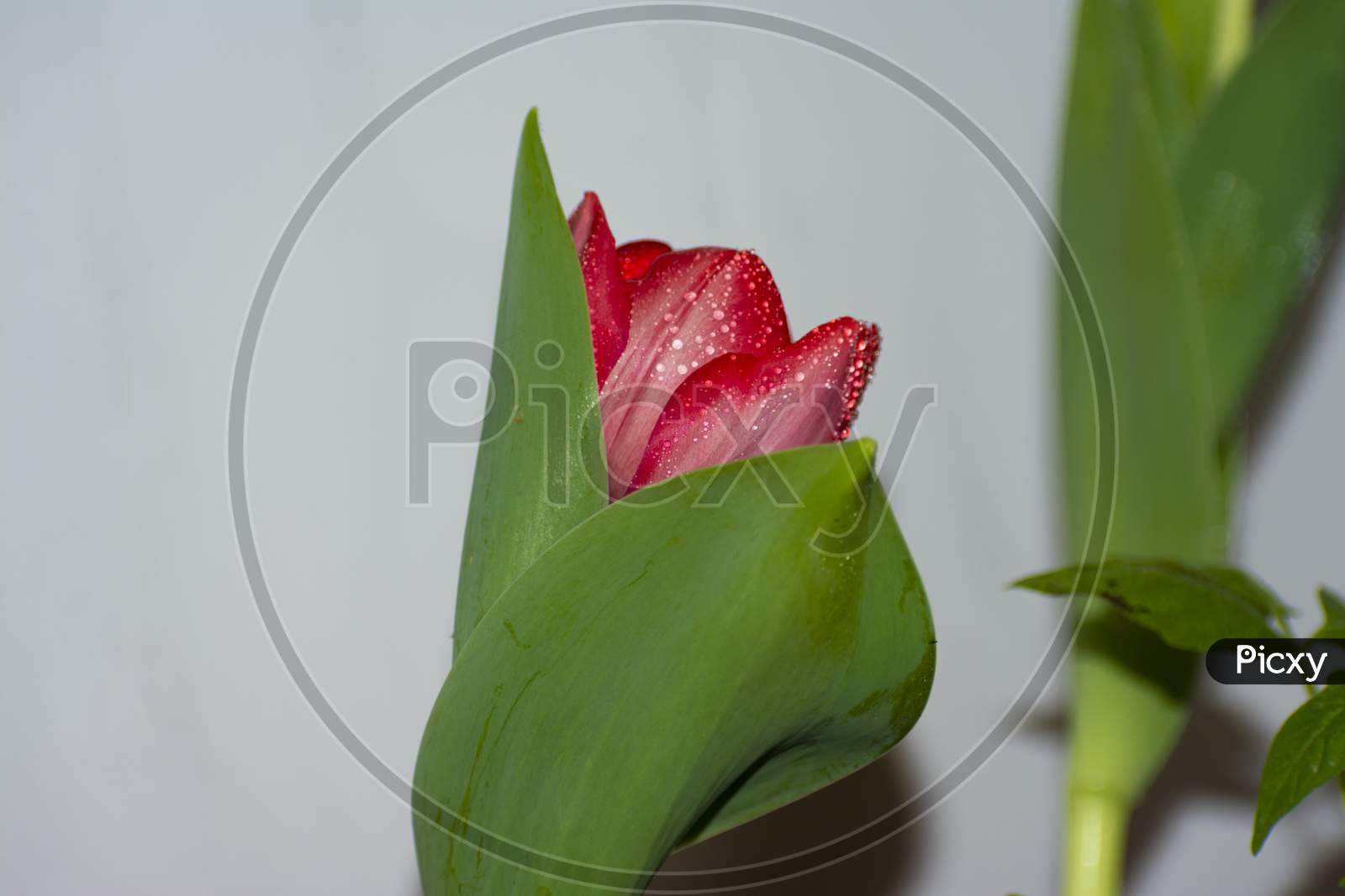 A close up red tulip flower with droplets of waterand green extended leaves