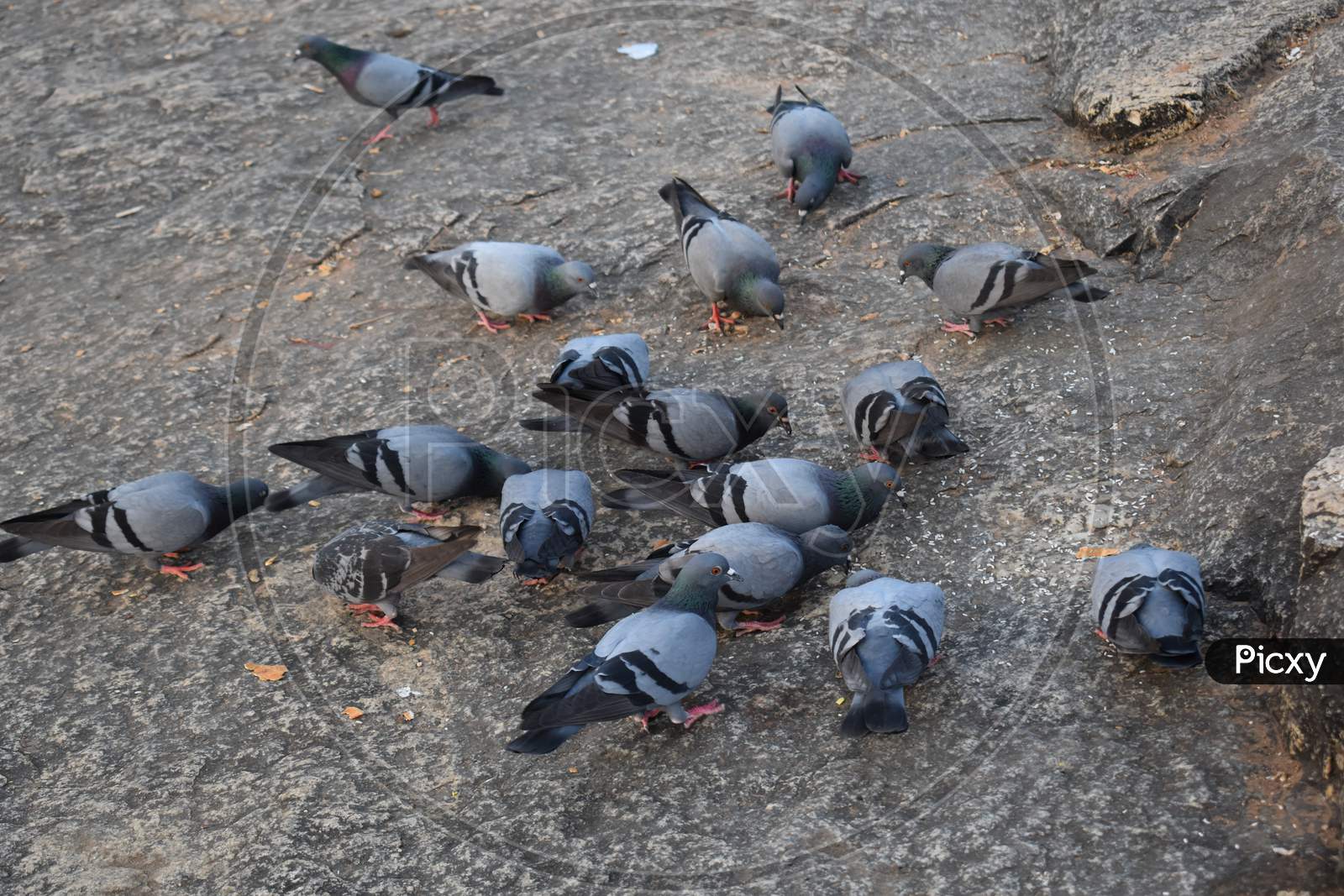 a flock of pigeons are feeding near the Gateway of India ,Mumbai