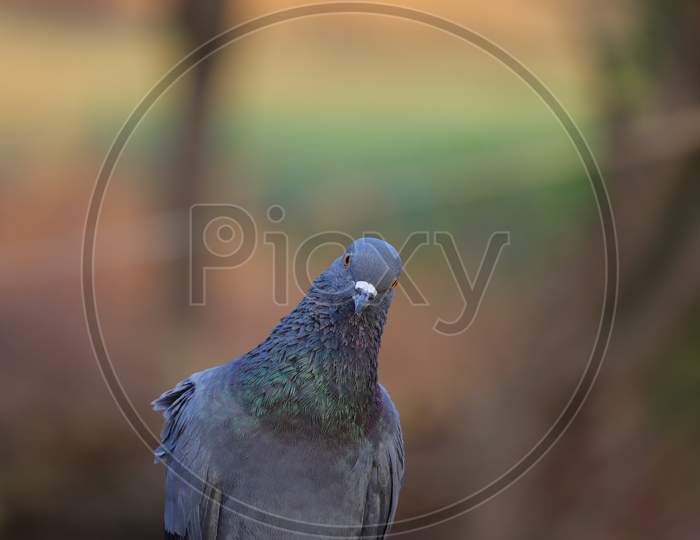 Front View Pigeon Hd Image