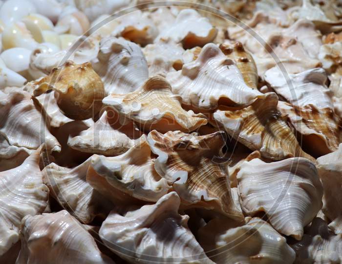 Selective Focus on Sea Shells placed in a Sequence