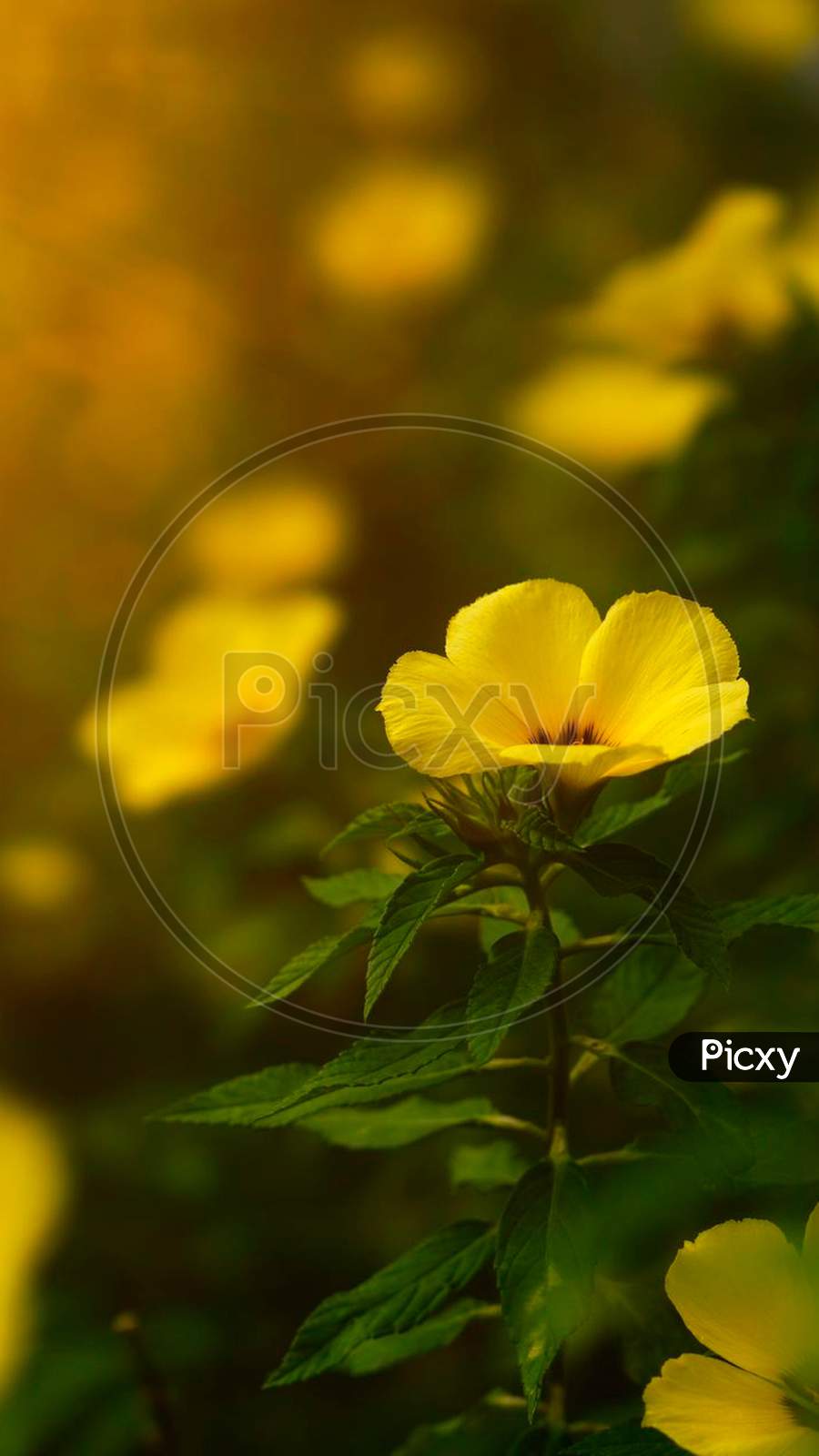 Yellow poppy closeup wildflower macro photography with blur background
