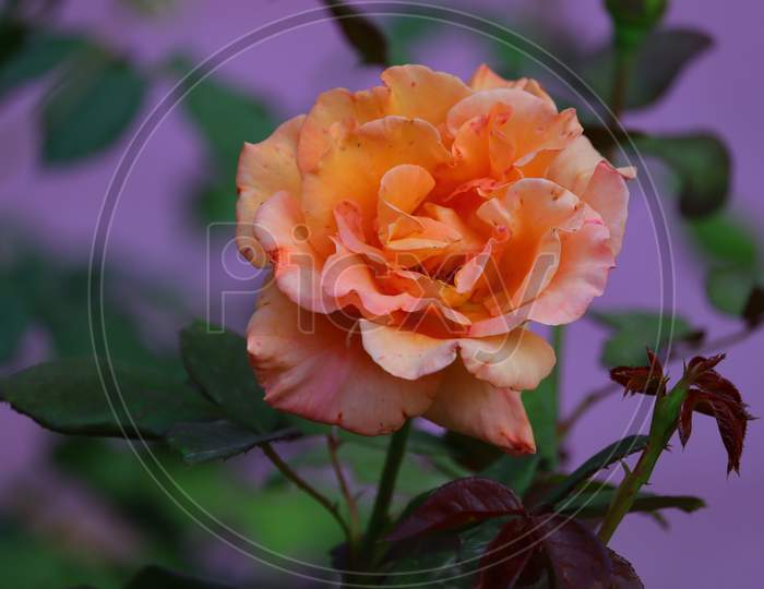 Dark Yellow Rose Flower Image, Hd