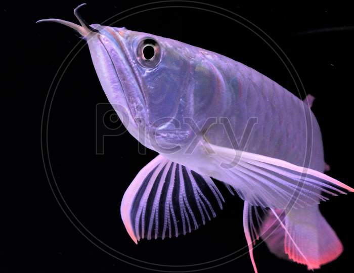 A Close up of Silver arowana fish with black background
