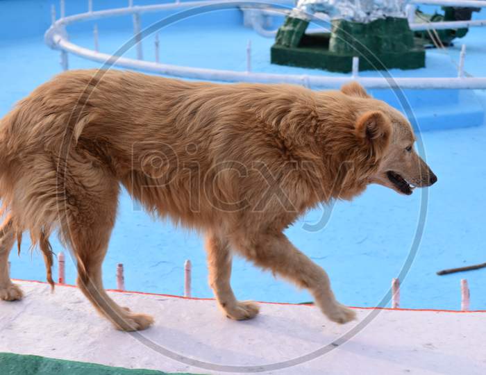 a brown dog near a swimming pool