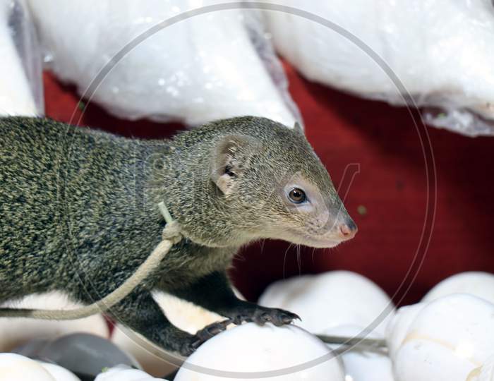 Selective Focus on Mongoose in a Sea Shells Store