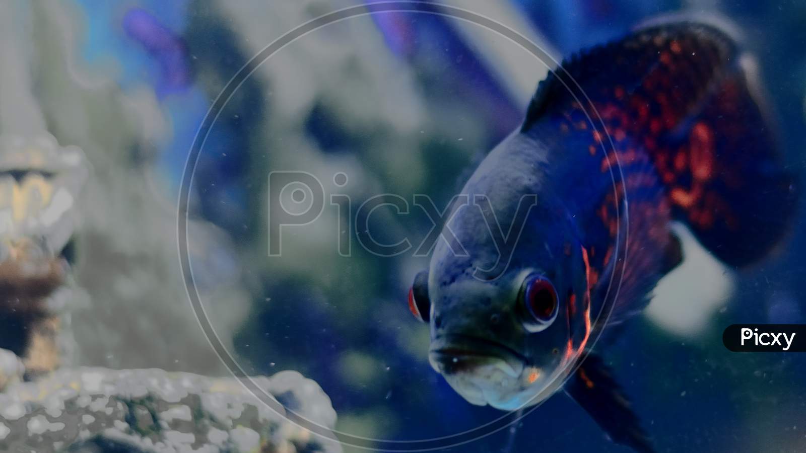 A Close up of a oscar fish taken in fish aquarium