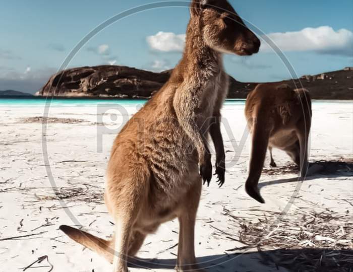 Red Kangaroo dancing photo
