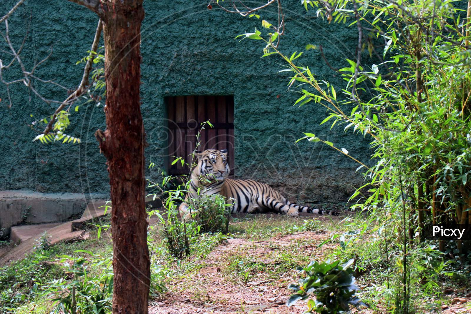 A Tiger in a Zoo