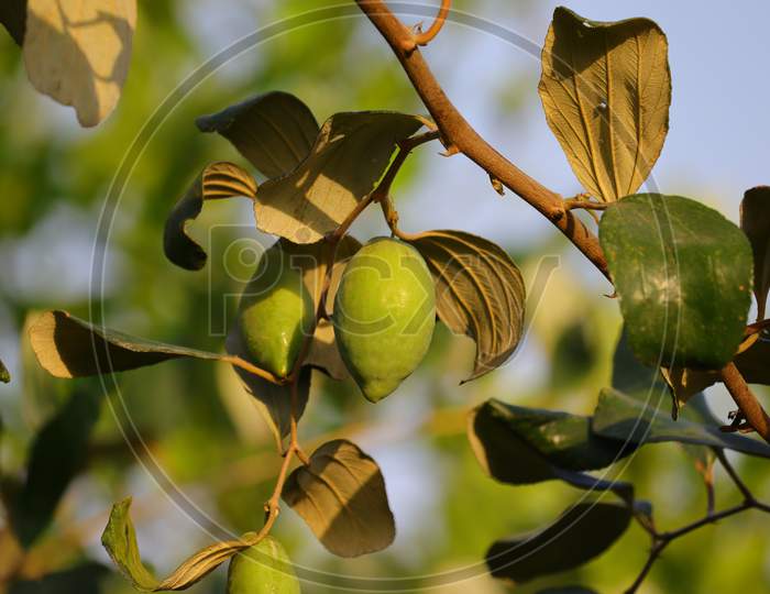 Jujube Fruit Tree , Hd Image