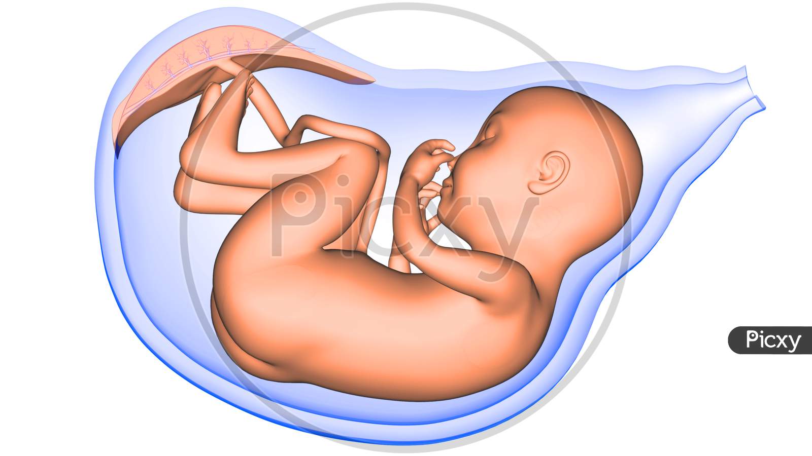 Fetus in Womb Anatomy X-ray 3D rendering