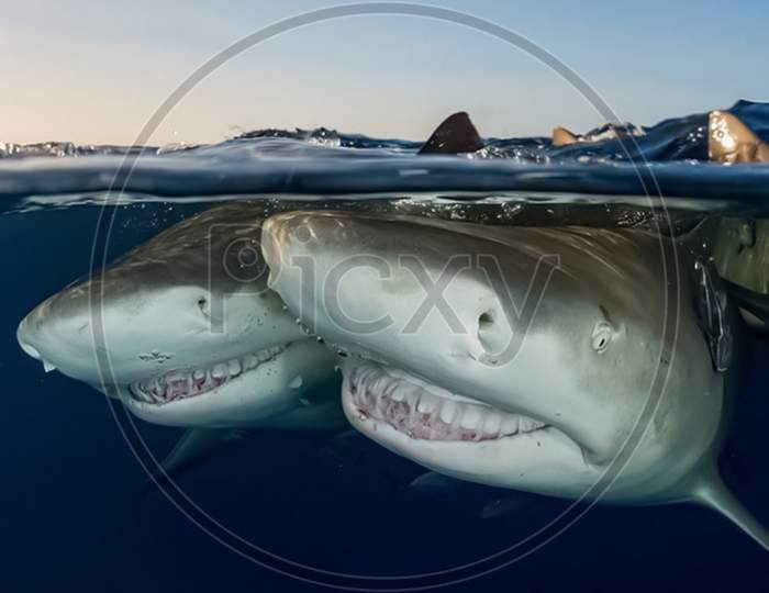 Two Tiger Shark photo